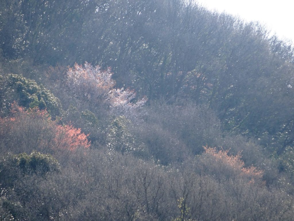 山の桜