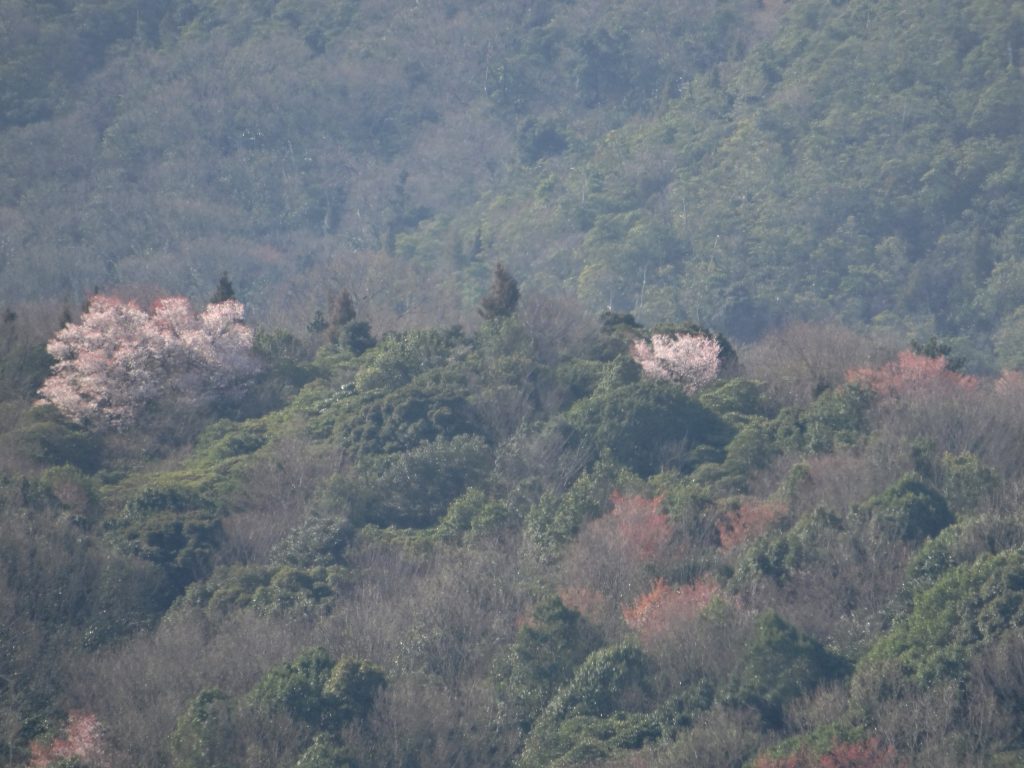 山の桜