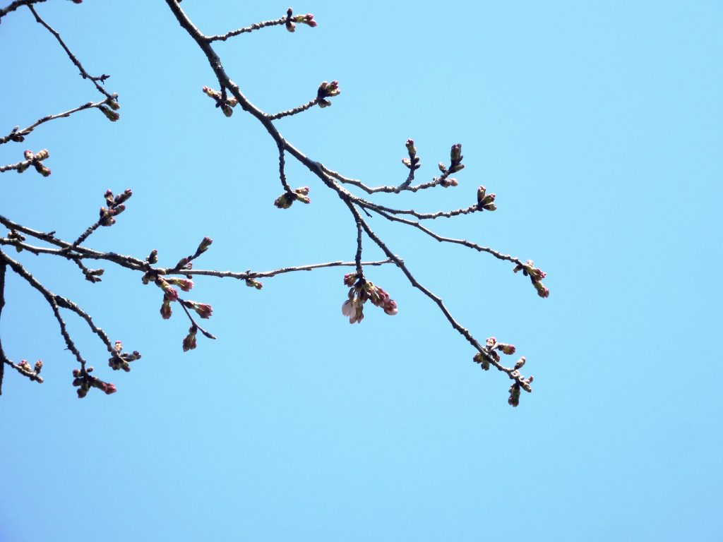 里の桜