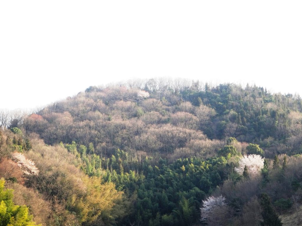 山の桜