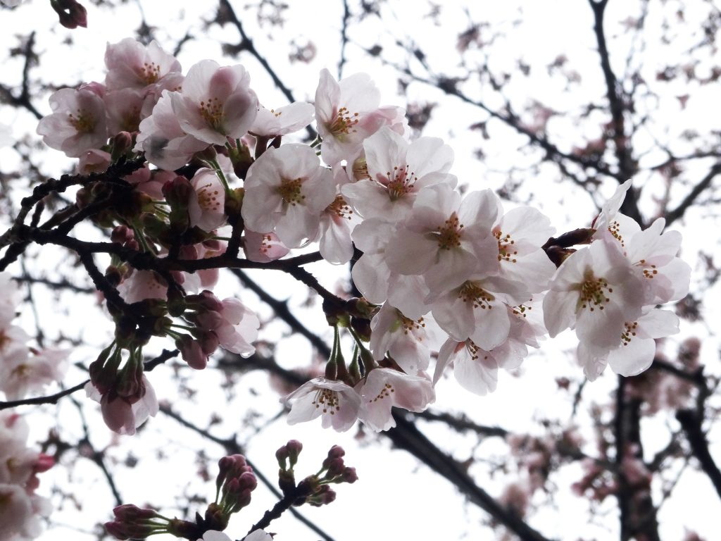 桜咲く