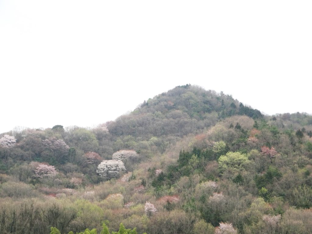山の桜