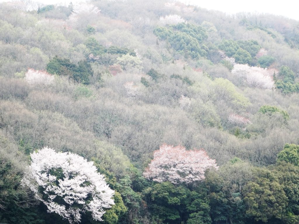山の桜