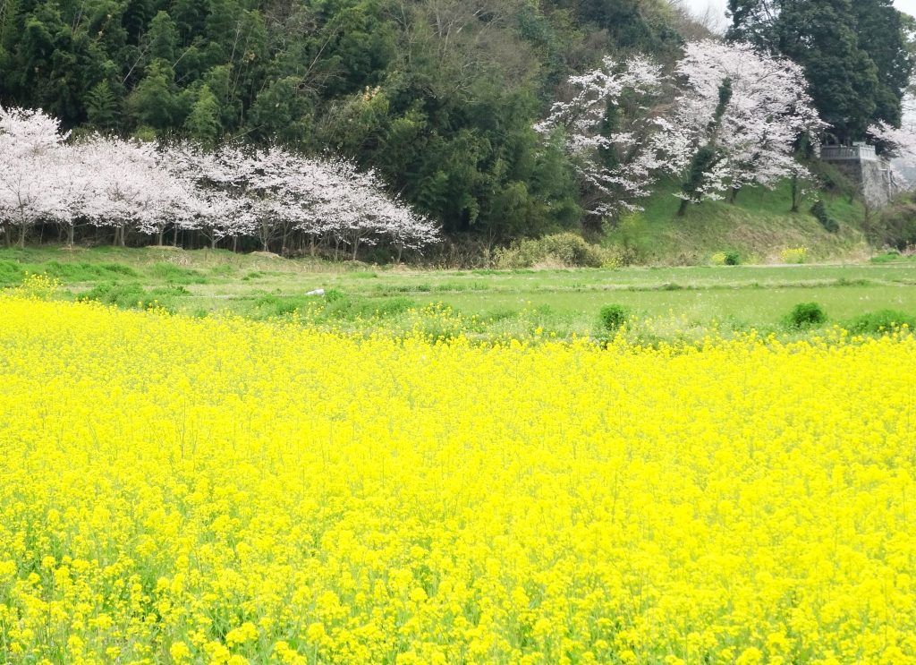 桜と菜の花