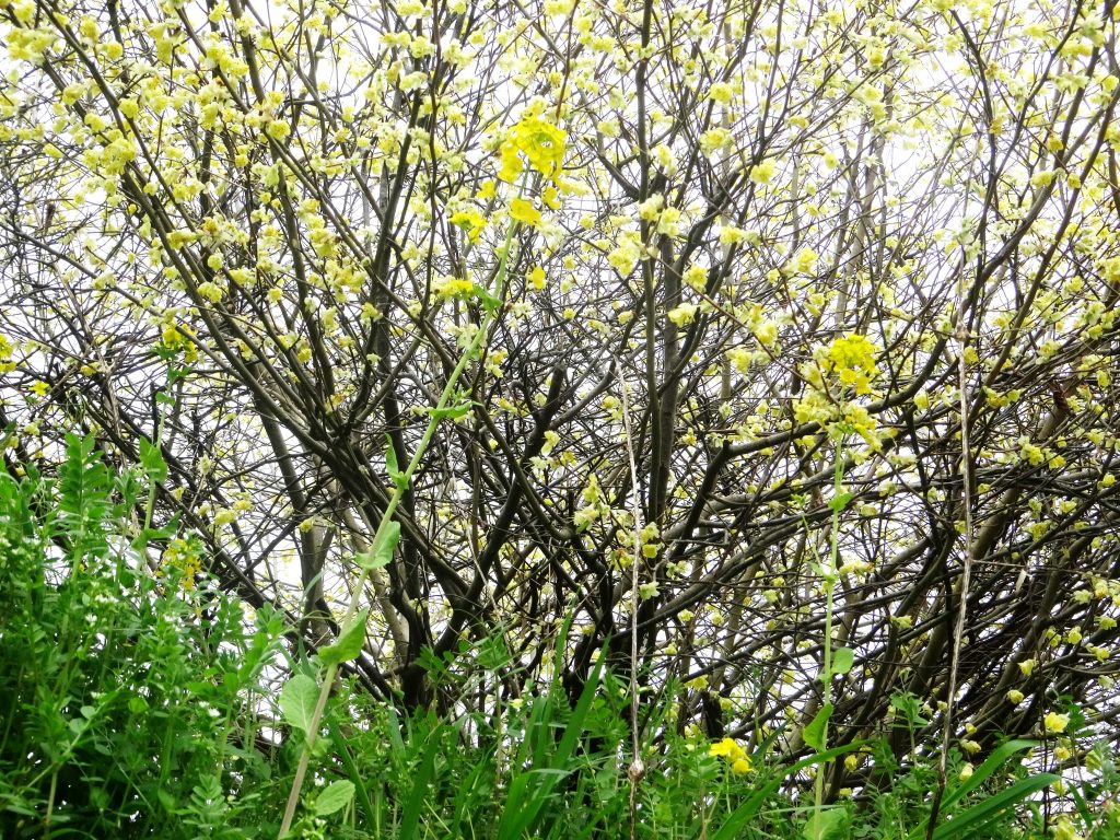 ヒュウガミズキ(日向水木)と菜の花