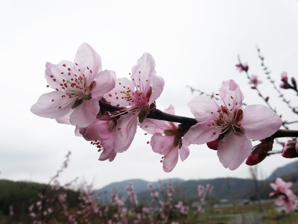 桃の花