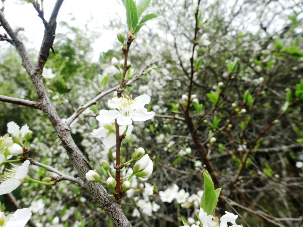 すももの花