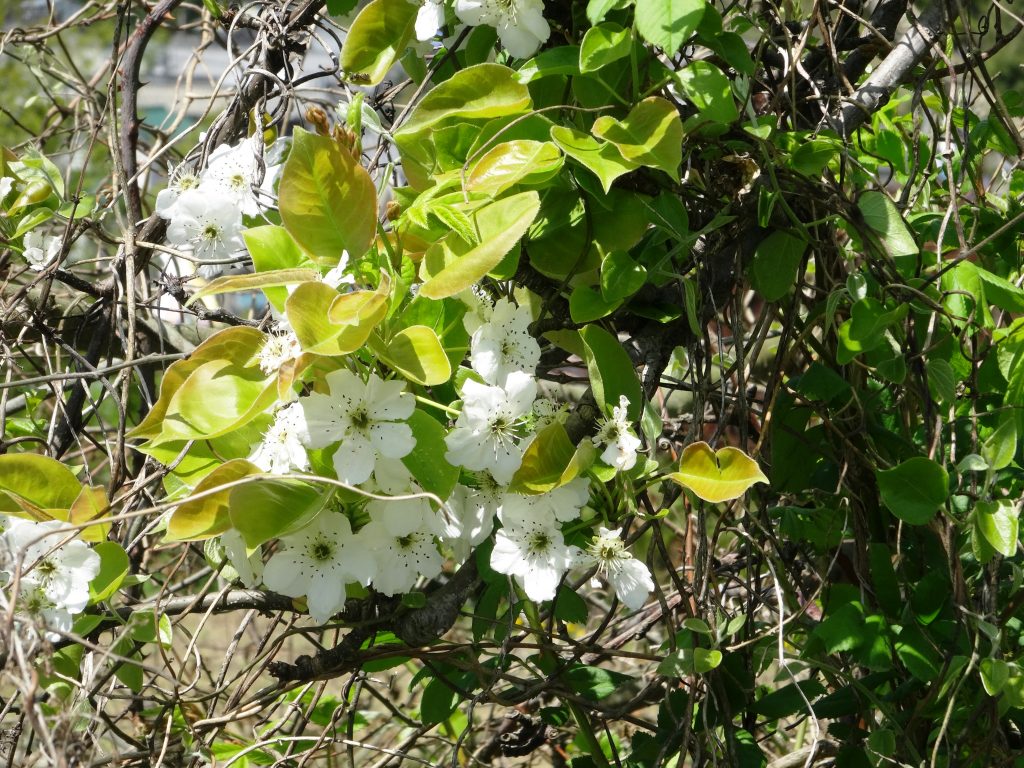 梨の花