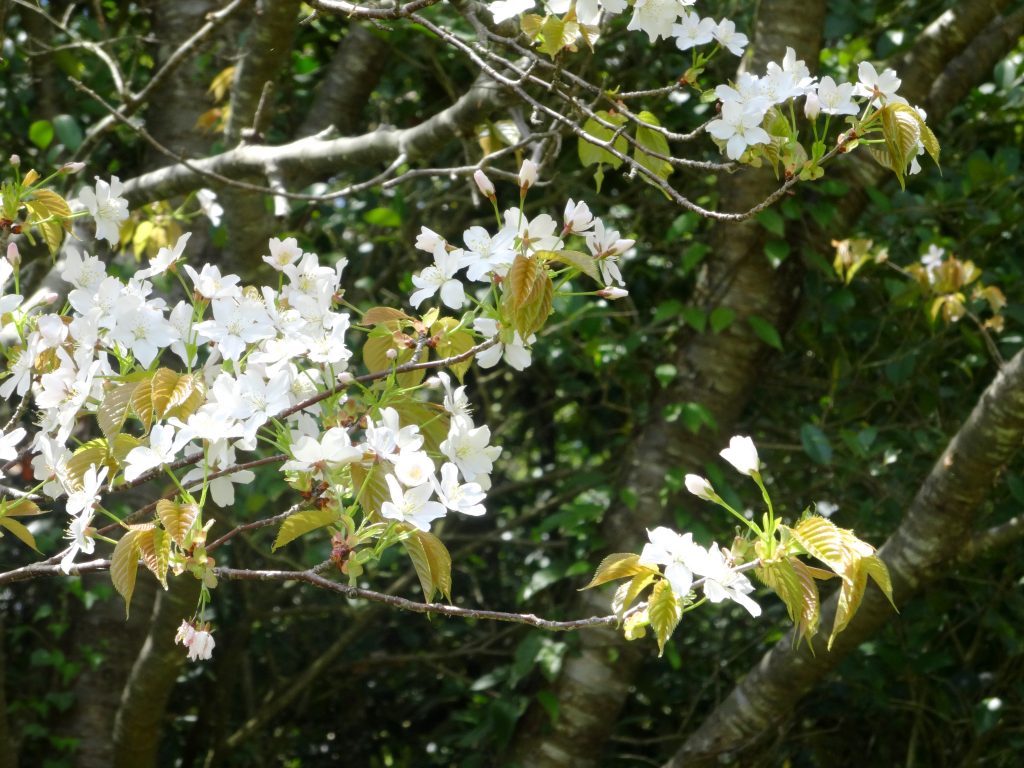 山桜