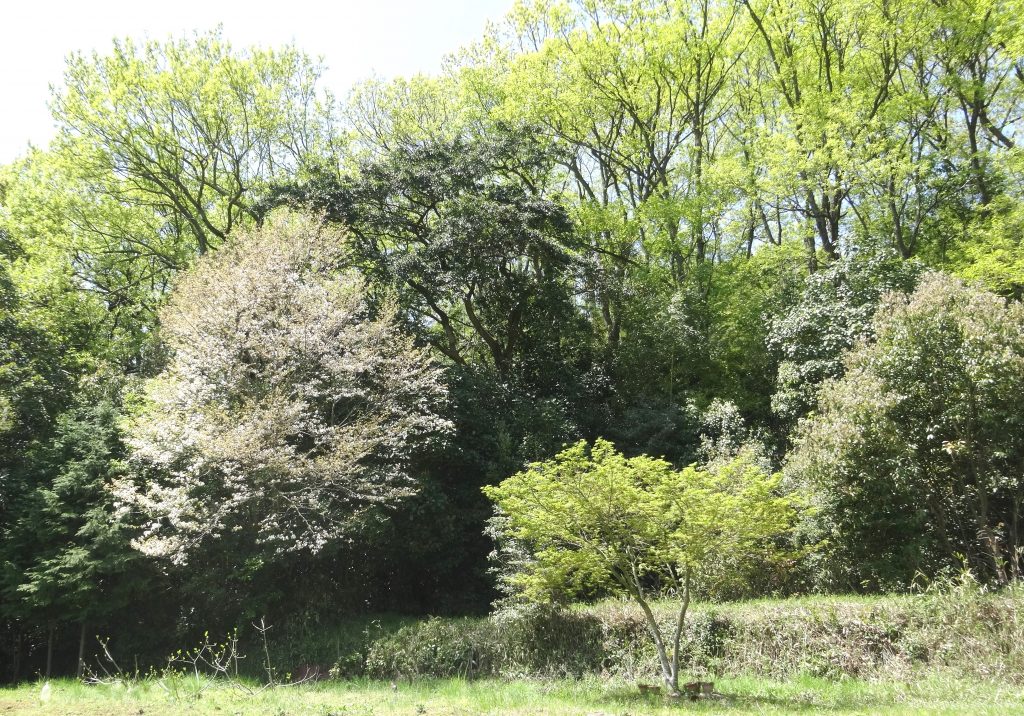 山桜と紅葉