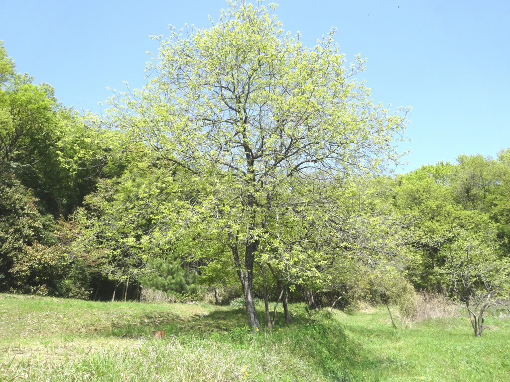 柿の木の芽吹き