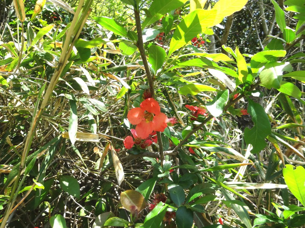 ボケの花