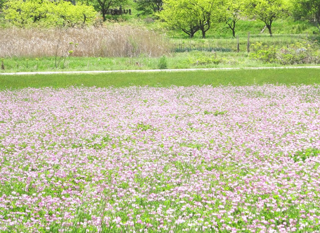 れんげ畑