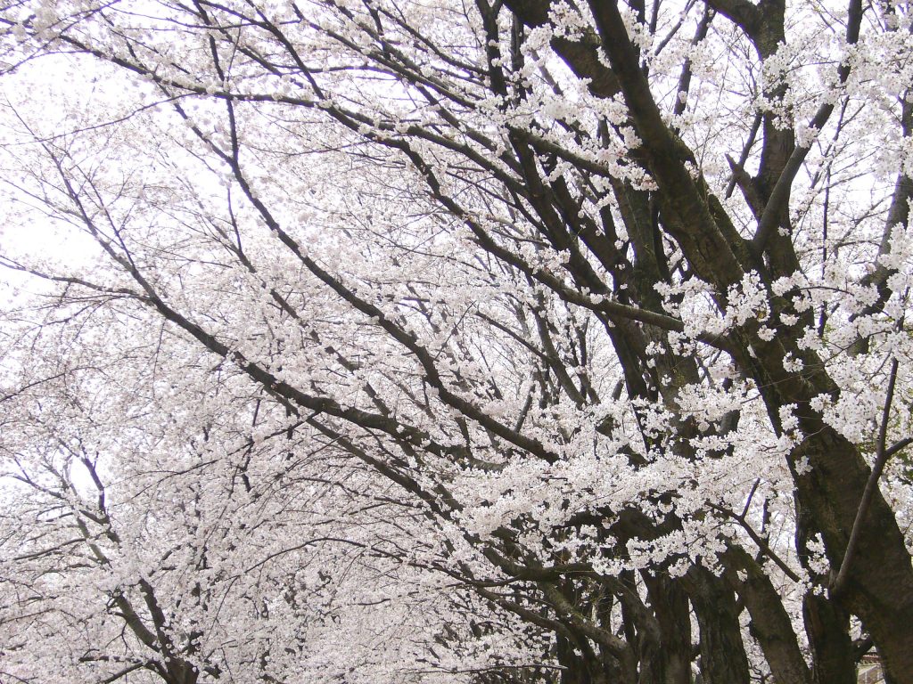 夕暮れ 桜