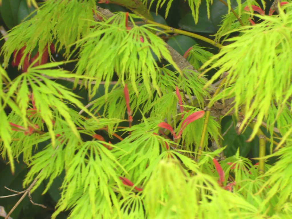 新緑紅葉と種