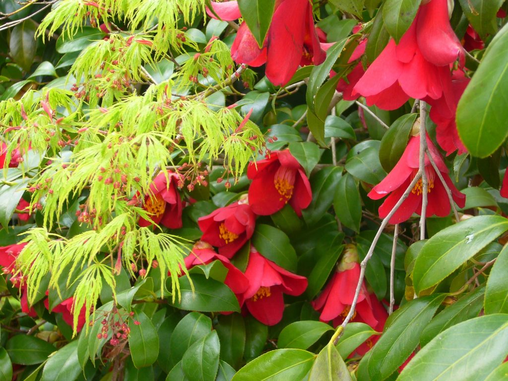 紅葉の花と椿