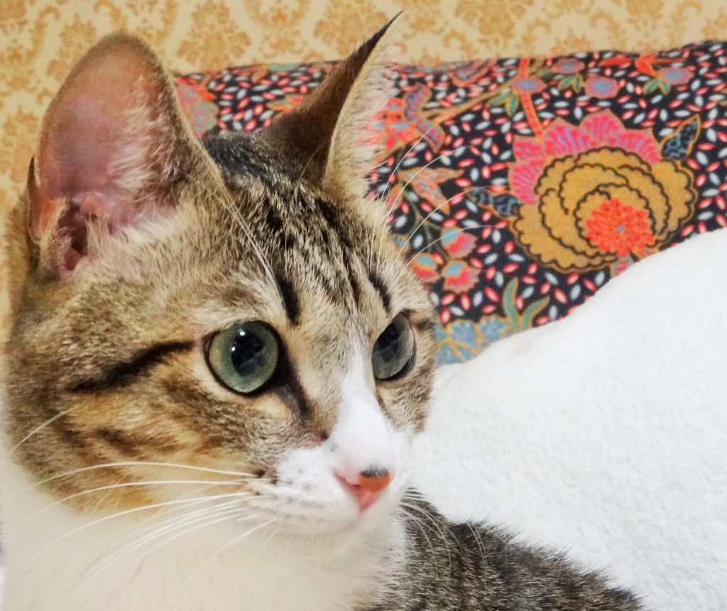 ねこ、風太 大きい目