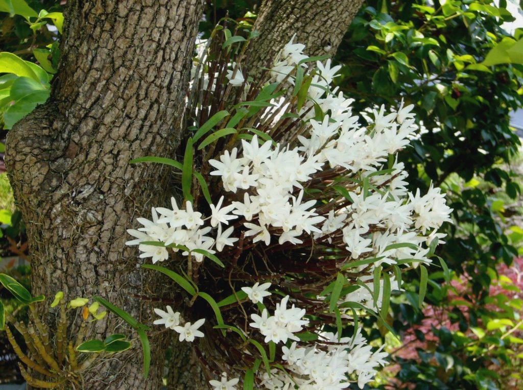 柿の木の洞に根付いたセッコク