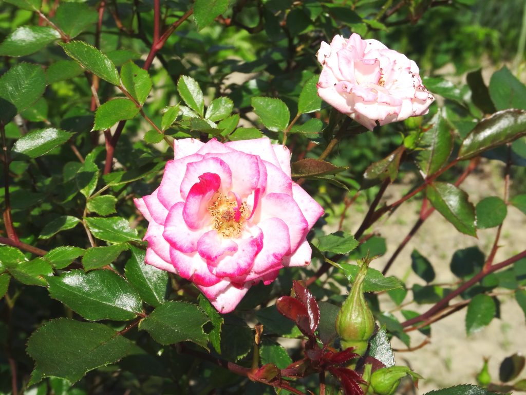 薔薇