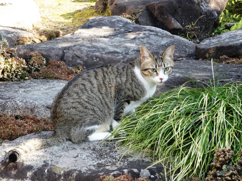 ねこ、風太 不敵な笑み
