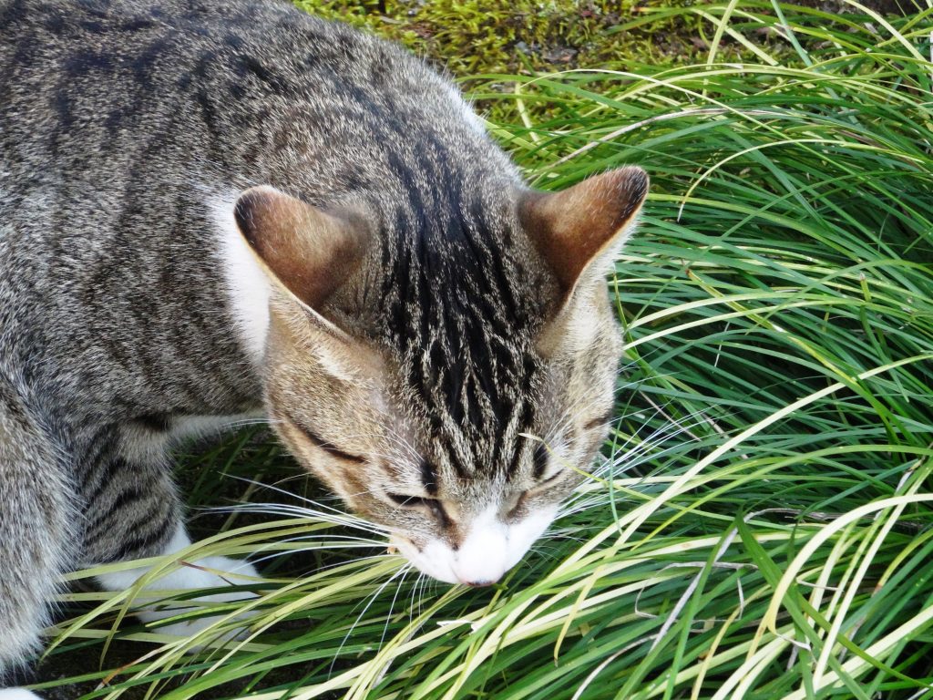 ねこ、風太 草を食べる