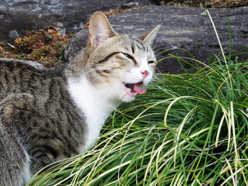 ねこ、風太 草を食べる