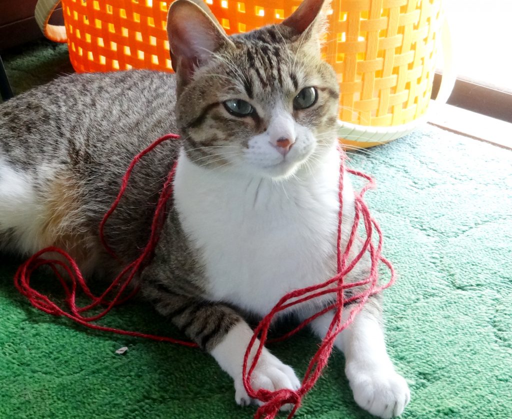 ねこ、風太 ひも
