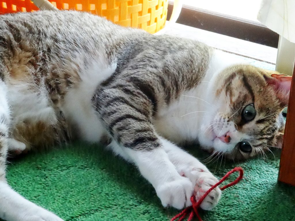 ねこ、風太 ひも