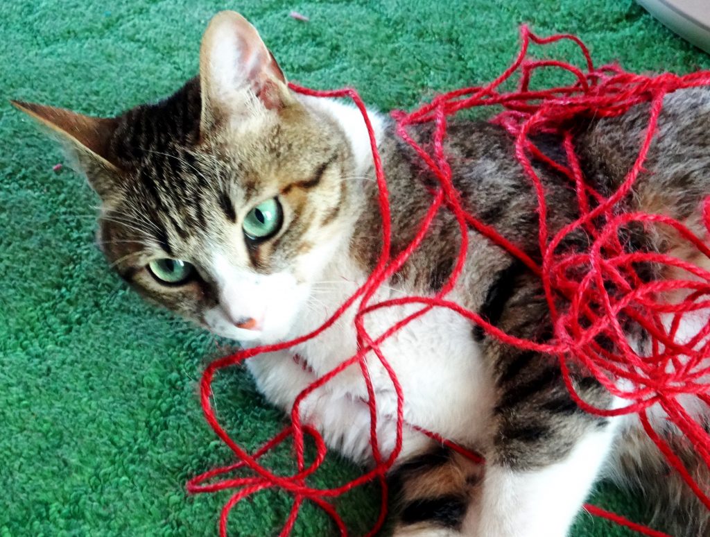 ねこ、風太 ひも