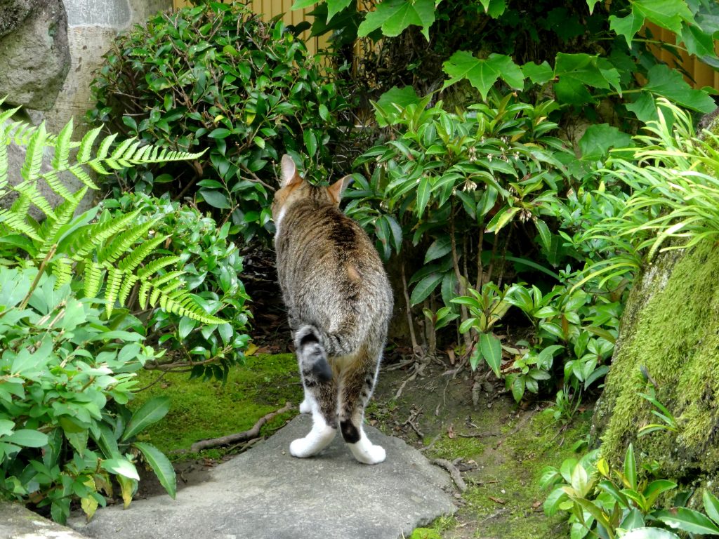 ねこ、風太 出発