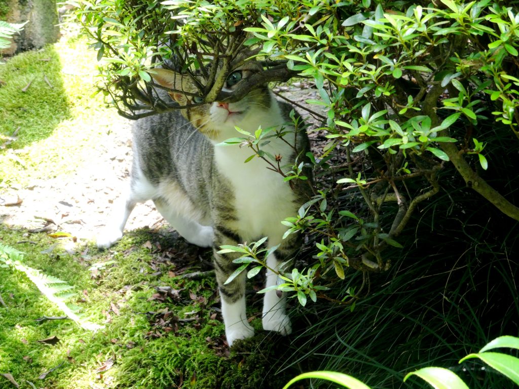 ねこ、風太 出発
