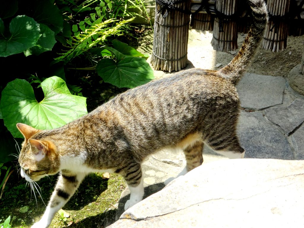 ねこ、風太 出発