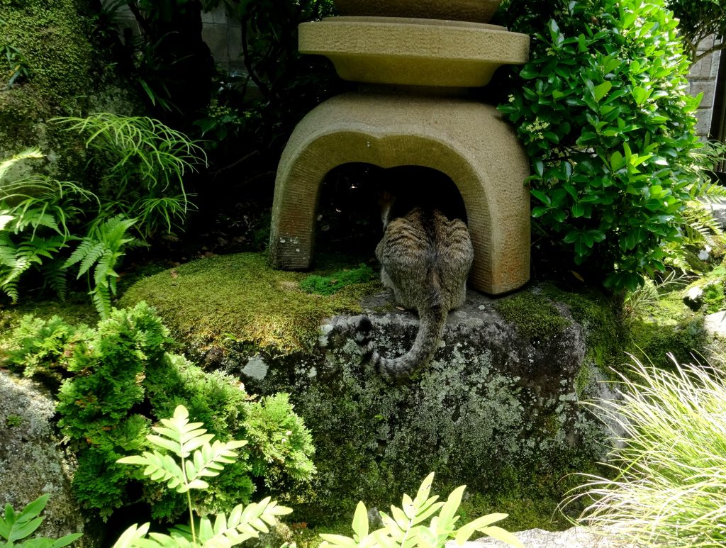 ねこ、風太 石灯籠