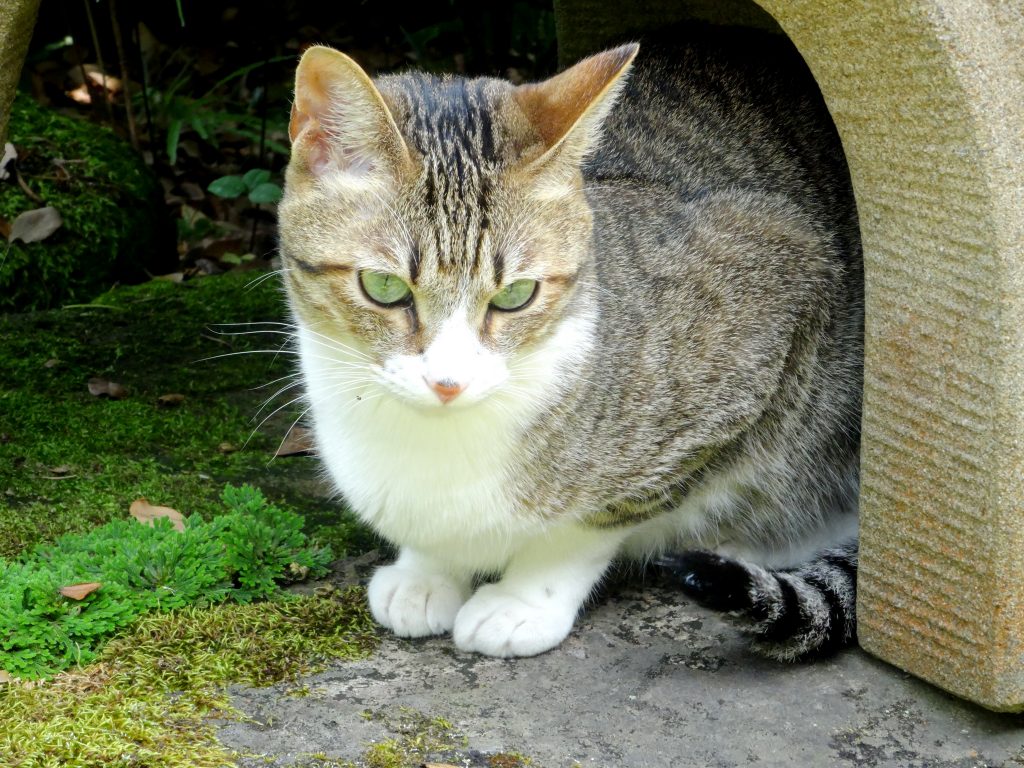 ねこ、風太 石灯籠
