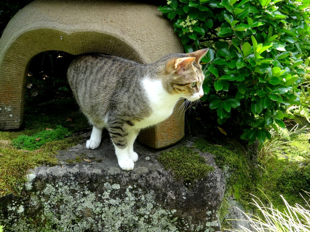 ねこ、風太 石灯籠