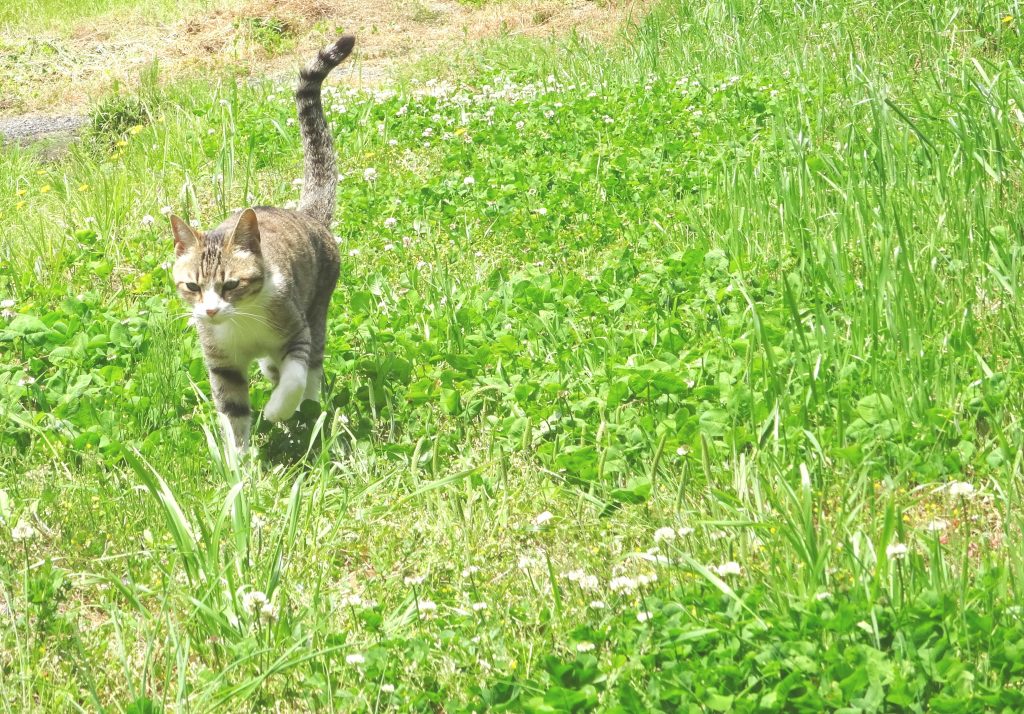 ねこ、風太 クローバー