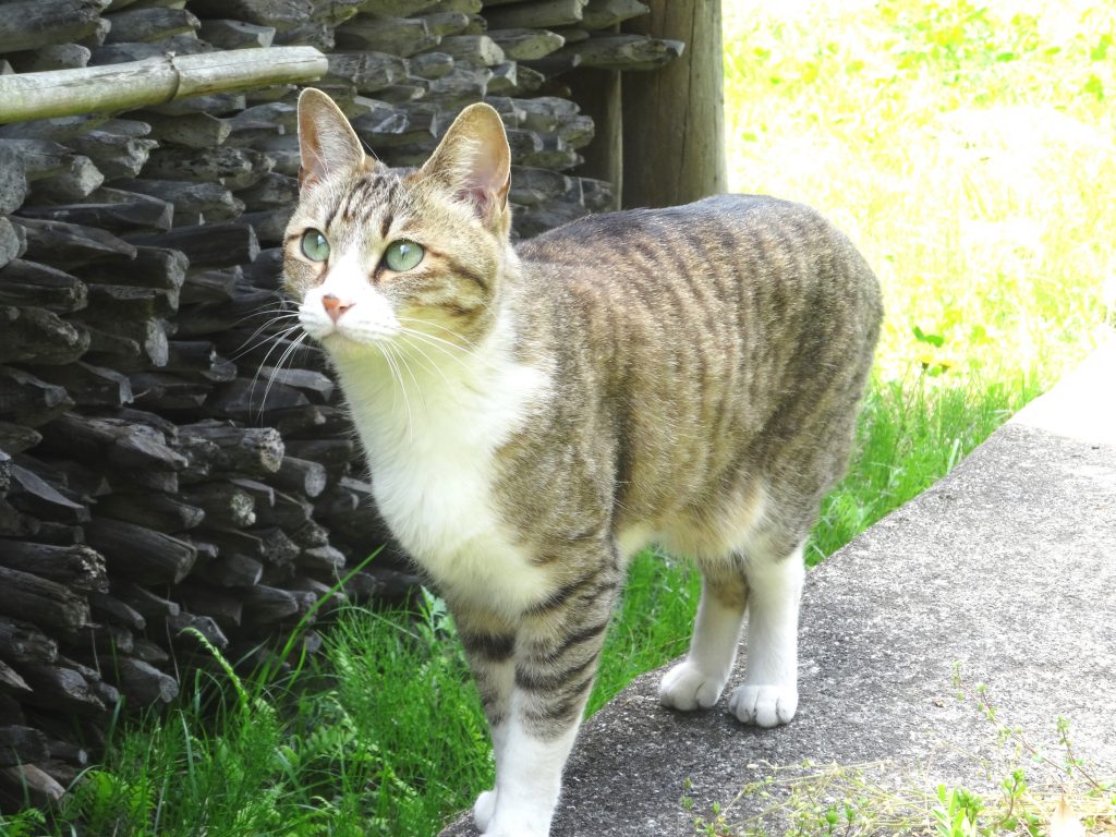 ねこ、風太 仕事