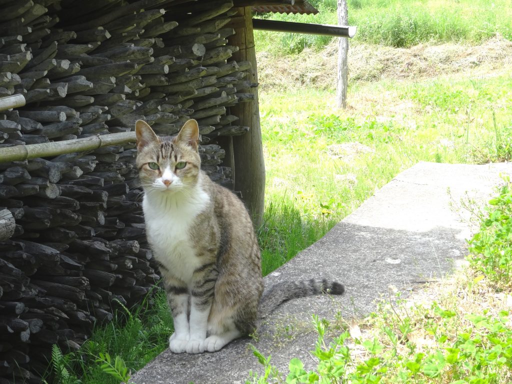 ねこ、風太 仕事