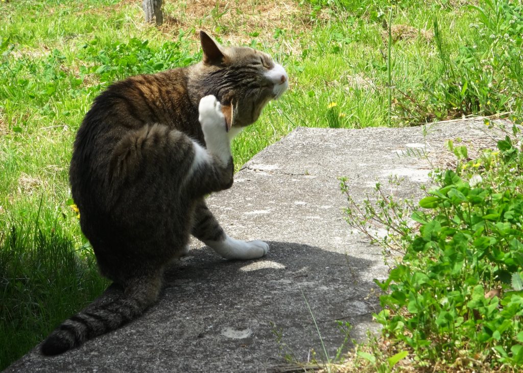 ねこ、風太 巡回