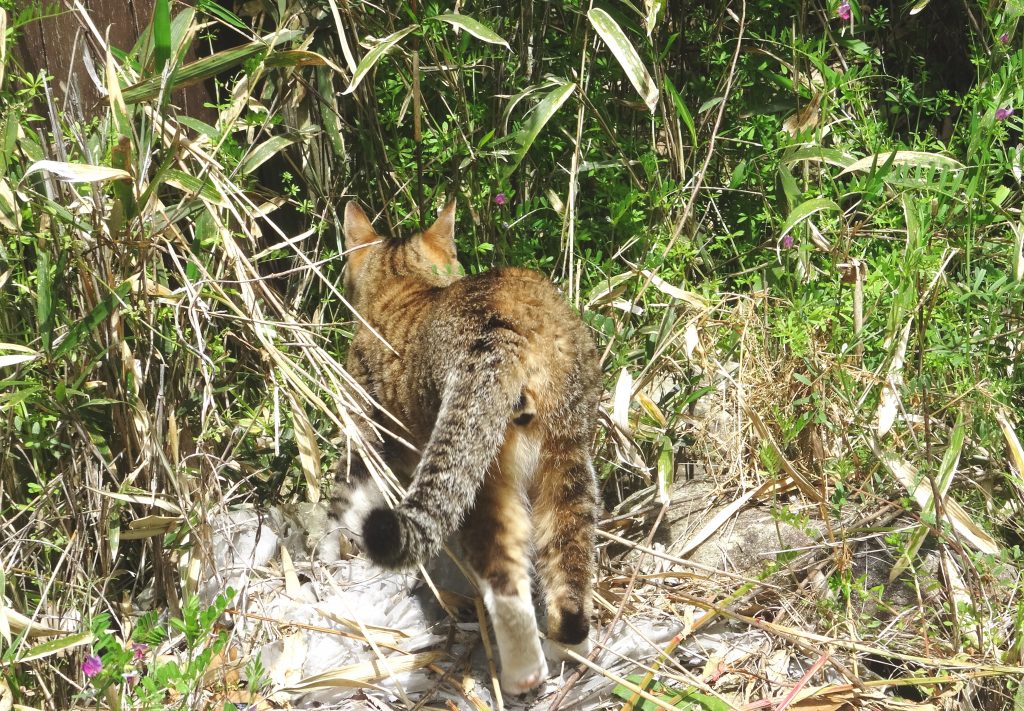 ねこ、風太 マーキング