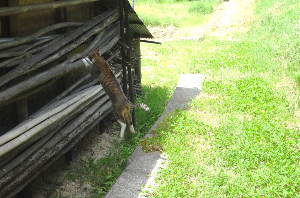 ねこ、風太 仕事