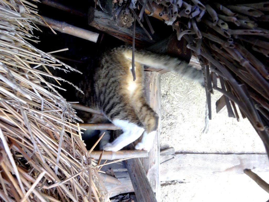 ねこ、風太 仕事