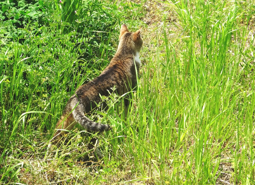 ねこ、風太 巡回