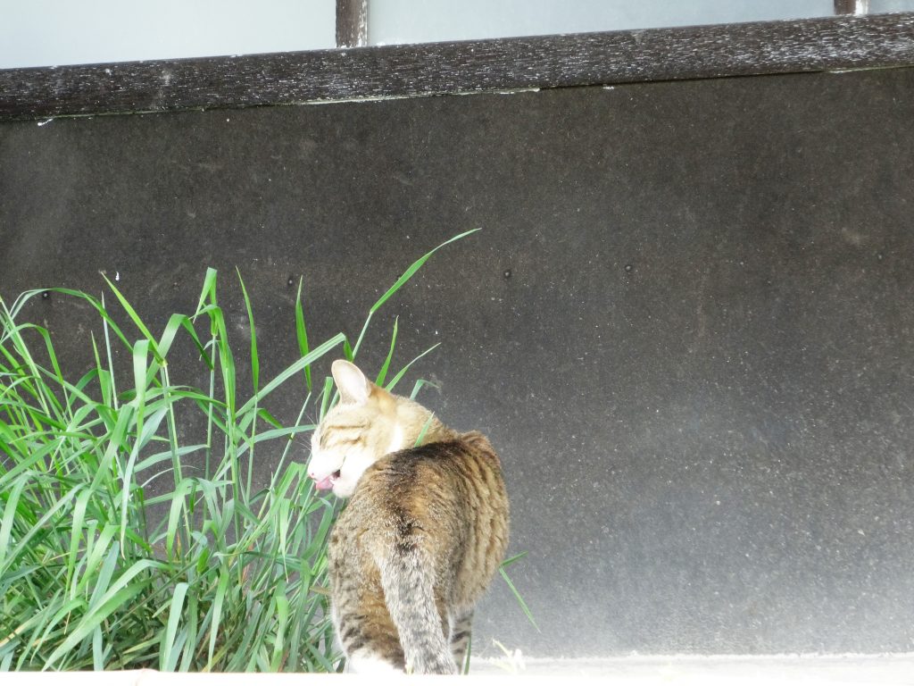 ねこ、風太 探検