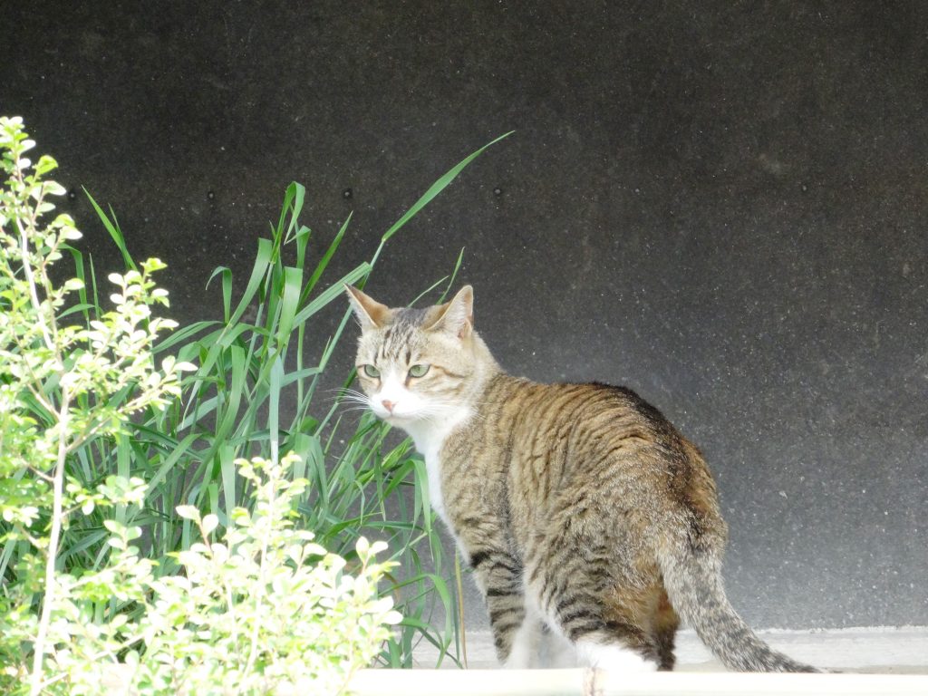 ねこ、風太 探検