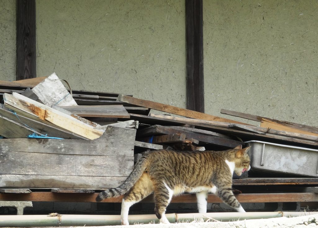 ねこ、風太 探検