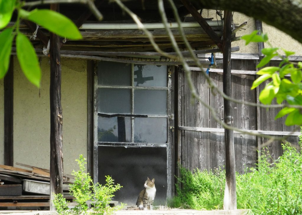 ねこ、風太 探検