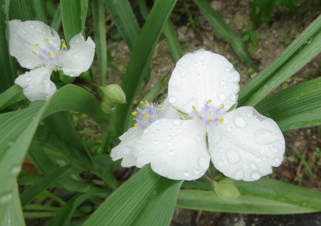 白つゆ草