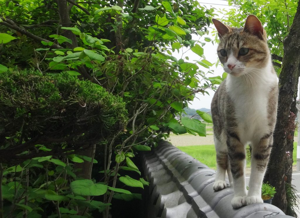 ねこ、風太 塀の上