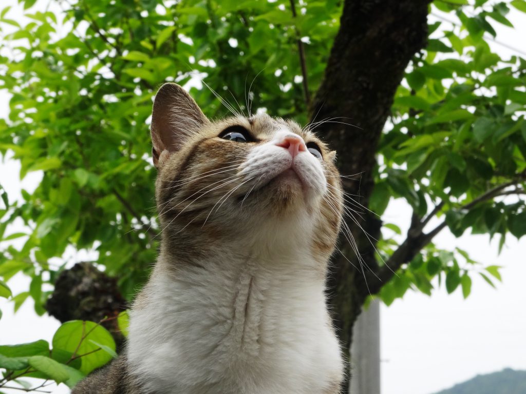 ねこ、風太 塀の上